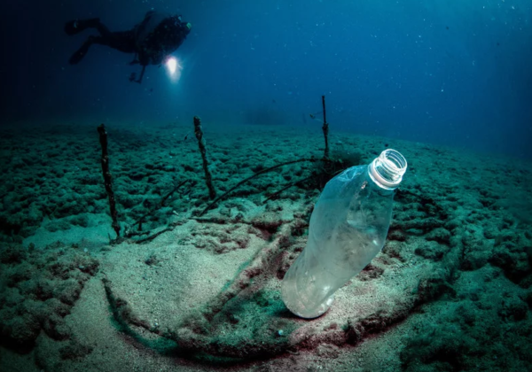 Alexandra Cousteau: reconstrução dos oceanos vai permitir recuperar abundância